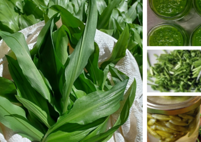 Pasteurisation : pesto ail des ours